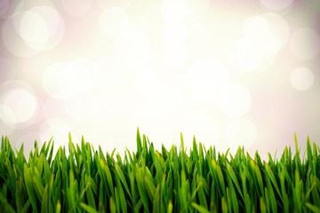 Fototapeta premium Composite image of grass growing outdoors