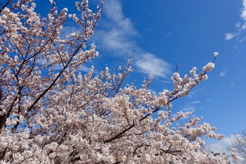 桜