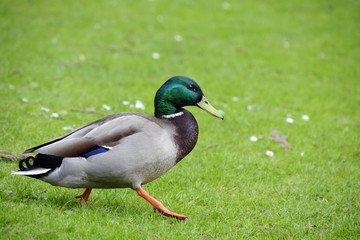 Naklejka na ściany i meble Mallard or wild duck (Anas platyrhynchos) male walking in the grass, copy space