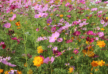 Fototapeta premium Beautiful Cosmos flowers blooming in the garden