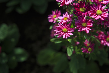 The little pink flowers in the morning