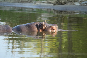 Fototapeta premium カバ
