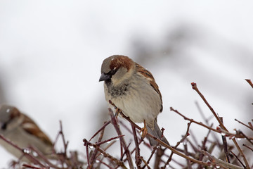 sparrow