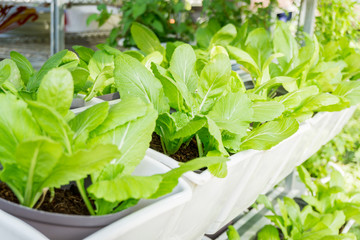 The green vegetable garden