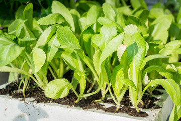Rustic Country Vegetable