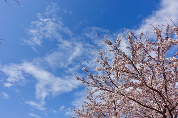 桜