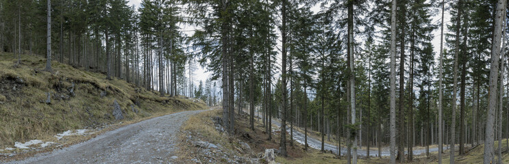 Panorama Forststraße,Wald