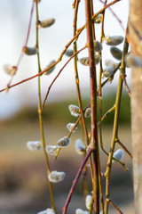 Blooming tree branch of Acer platanoides against Blue Sky with trees, backlite Branches with bright spring leaves over trees background with clear blyt sky. Springtime, symbol of nature awakening.