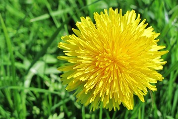 Blühender Löwenzahn