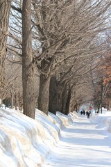 冬の北海道大学のイチョウ並木