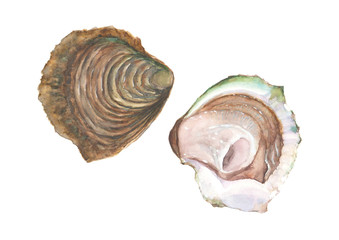Opened oyster. Two halves of fresh seafood watercolor oyster. Watercolour hand drawn oyster isolated on white background. Delicious sea food illustration.