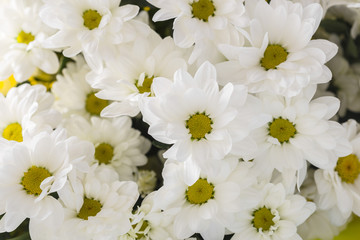 Fototapeta premium Many white chrysanthemums. Large bouquet of flowers
