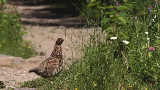 ruffed grouse