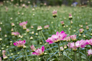 Obraz na płótnie Canvas Flowers in the garden, background blurry