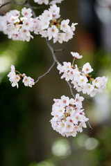 Obraz premium 桜 コレクション