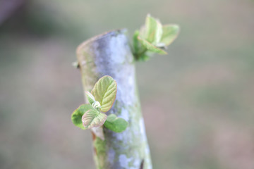 guava leaves grow.selective focus over blurry background. Traditional treatment of abdominal pain