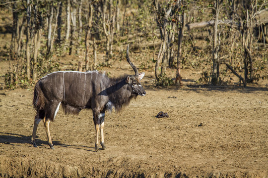 Nyala in Kruger National park, South Africa