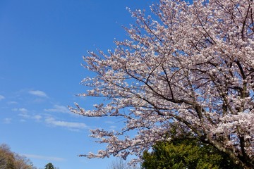 桜