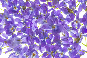 violets flowers