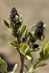 Lilac flower buds blooming during the spring season