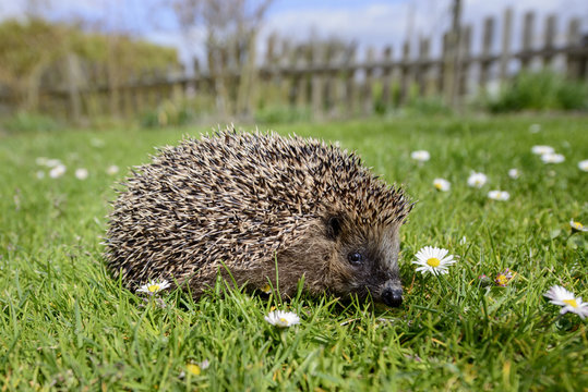 Igel - Im Garten