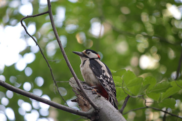 Great woodpecker is sitting on a tree bole. Birds