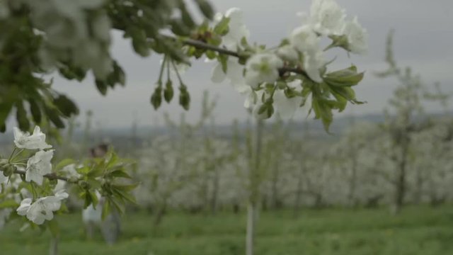 Junges verliebtes Paar im Kirschbl&uuml;tenfeld