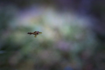 Hoverfly