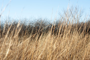 Wind Blowing Through a Field