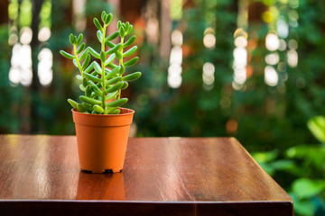 Small green banana succulent plant in brown pot.