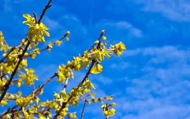 Yellow Blossom Spring Flower