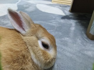 うさぎ