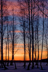 Birches on sunset