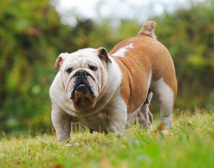 Fototapeta premium Portrait of English bulldog