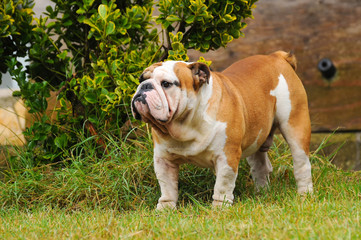 Fototapeta premium Portrait of English bulldog