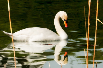 Obraz premium White mute swan in the water among reeds
