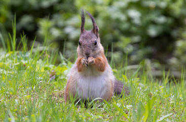 squirrel