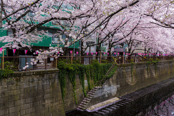 Fototapeta na wymiar 目黒川の桜
