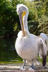 Pelican in front of a grove