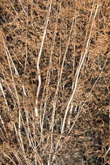 Herbicide on farm field. Dry plant background