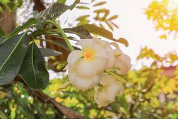Plumeria flower white yellow beautiful on tree with sunset light tone. ( Common name pocynaceae,  Frangipani , Pagoda tree, Temple tree )