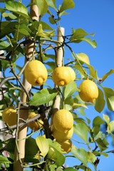 Lemons ripen on the tree