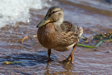 Fototapeta premium duck