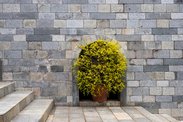 bush in pot decorates in stone wall