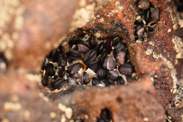 colorful mussel shells on the rock - detail