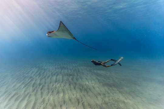 Woman snorkeler and stingray in blue water 