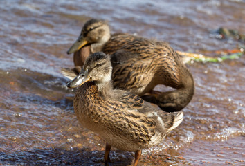 ducklings