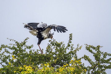 Secretary bird in Kruger National park, South Africa