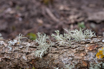 White lichen on old tree, details of northern nature