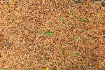 leaves dry and green leaf for background